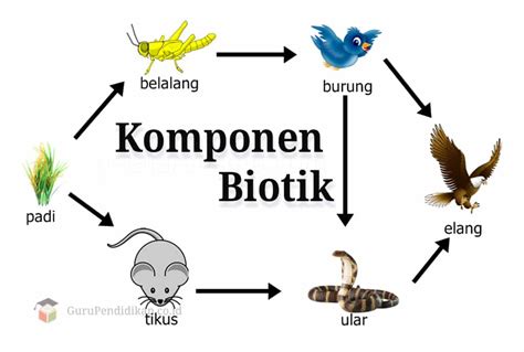 Komponen Biotik Dalam Ekosistem Jack King