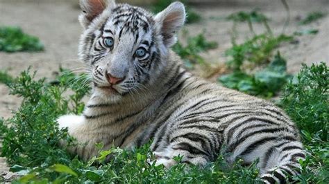 White Tiger Baby Photo