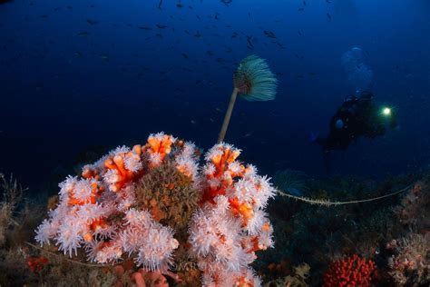 Coral Naranja Dendrophyllia Ramea La Herradura Underwater Pictures