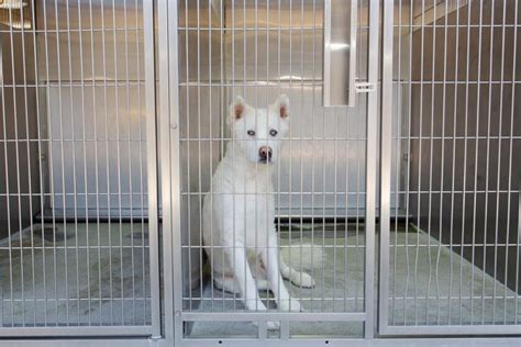 Inside The Overcrowding Crisis At La Animal Shelters Los Angeles Times