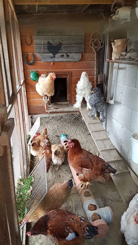 Cute Chicken Coops Chicken Cages Backyard Chicken Coops Chicken Coop