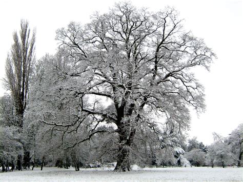 Winter Trees Frames Of Reference