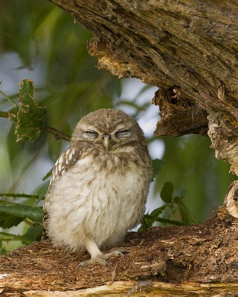 Sleepy Owl Photograph By Paul Scoullar
