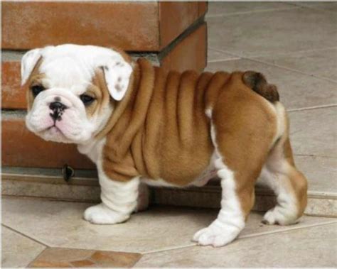 The purebred olde english bulldogge. Bulldog Dog Breed » Information, Pictures, & More