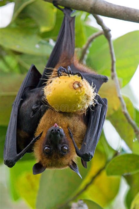 Flying Fox Fruit Bat Flying Fox Hanging In Tree Maldives Sponsored Fruit Bat Flying