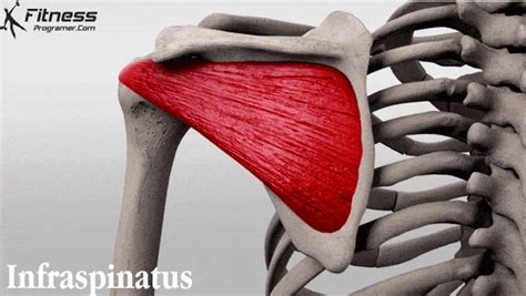 9 Shoulder Joint Movements Anatomy And Function