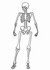 Coloring Skeleton Skeletons Printable sketch template