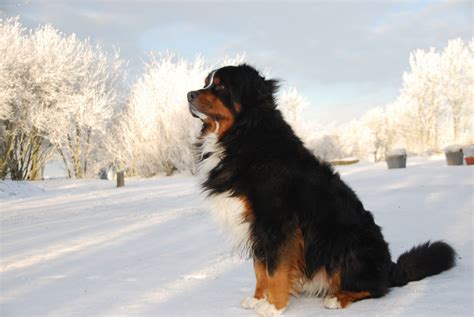 Bildet Natur Snø Vinter Hvit Virveldyr Berner Sennenhund Hund