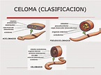 El CELOMA, CLASIFICACION DE ANIMALES SEGUN LA PRESENCIA O AUSENCIA DE ESTE.