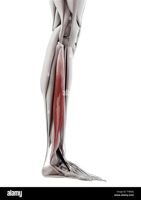 3d Rendered Medically Accurate Illustration Of The Peroneus Longus