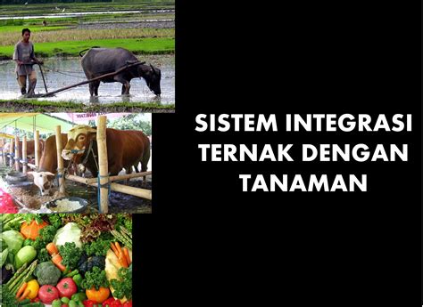 Erio Rizqi Blog: Sistem Integrasi Ternak dengan Tanaman