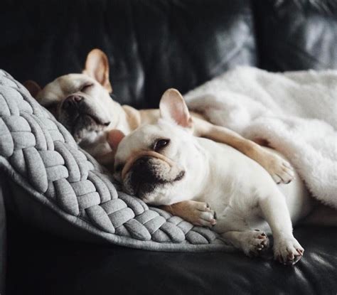 Can We Just Cuddle Up And Sleep All Day Lazy French Bulldogs