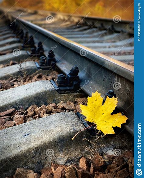 Single Rail As Part Of A Railway Autumn Yellow Maple Leaf On The Rails