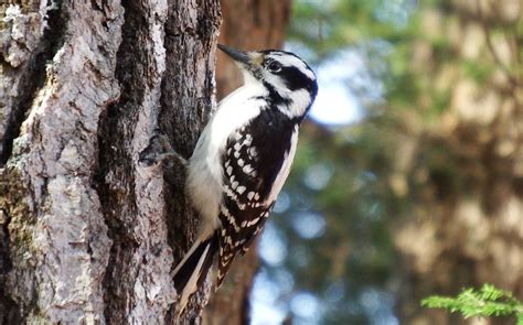 How To Identify Maine Woodpeckers By How They Drum