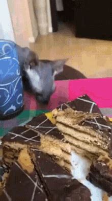 Show your fealty by posting them here. Cat Cake GIFs | Tenor
