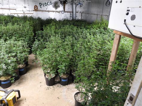 A Suspect Arrested At Clone Nursery Operation in Railroad Flat