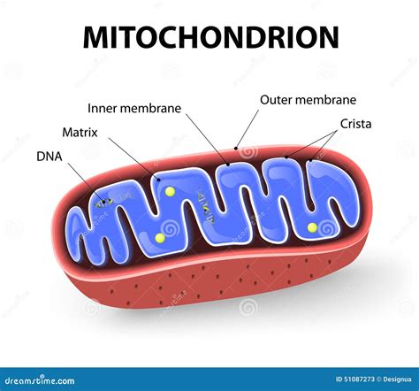 Mitochondrion Stock Vector Image 51087273