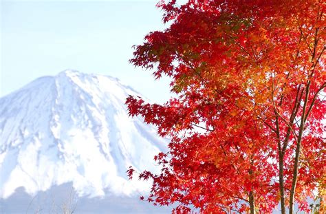 Mt Fuji And Japanese Maple Tree In Autumn Yamanashi Prefecture
