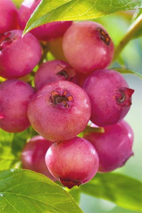 Buy Pink Lemonade Blueberry Free Shipping Wilson Bros Gardens 1