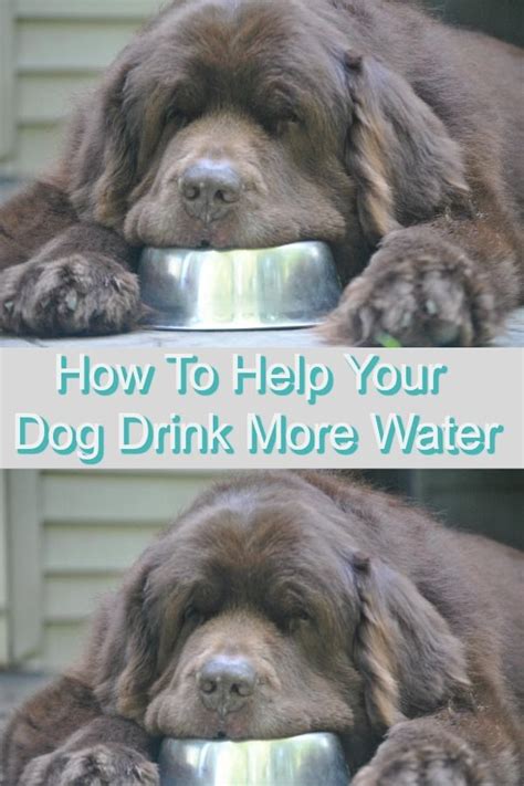 9 Tips On How To Help Your Dog Drink More Water Dogs Dog Training