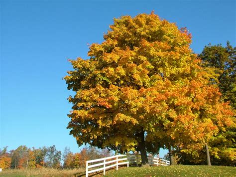The Garden Plot 10 Best Trees For Brilliant Fall Color