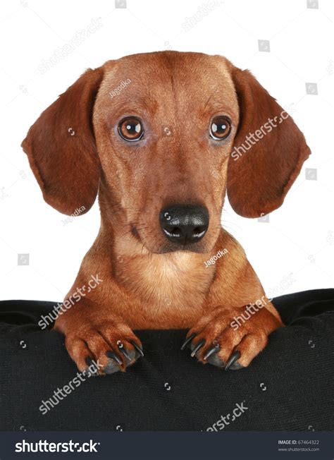 Dachshund puppy has 3,342 members. Brown Dachshund Puppy Close-Up Portrait On A White ...