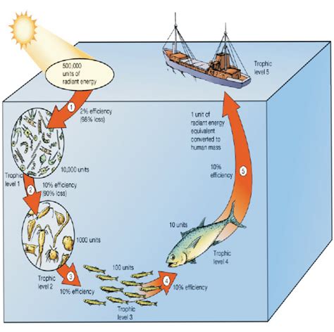 Aliran Energi Yang Terjadi Di Alam Adalah Sebagai Berikut - Homecare24