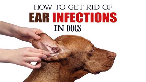 How To Treat Ear Infection In Dogs Home Remedies For Ear Infection