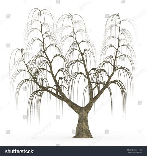Dead Weeping Willow Tree Isolated On White Stock Photo