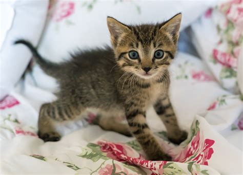 5 Tips To Raise Your New Kitten To Be Purrfect Project Pawsitivity