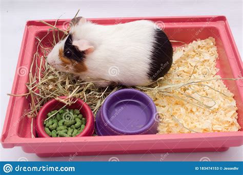Cute Guinea Pig In Your Home With Lots Of Food Water And Hay Isolated