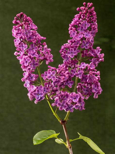 Free Images Branch Blossom Flower Purple Bloom Herb Macro