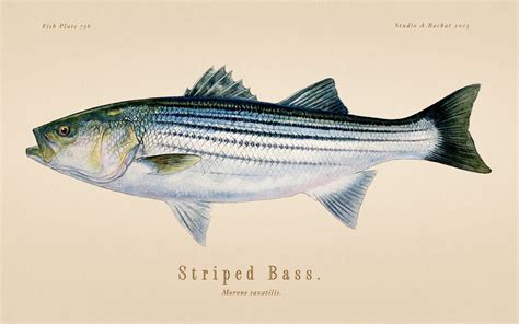 Striped Bass Illustration 109 Studio Abachar
