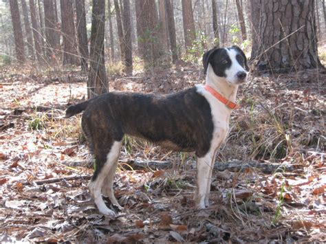 Extreme Dog Breeds Mountain Cur