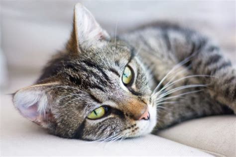 Facts About Tabby Cats Traits Health Issues Price And Everything Else