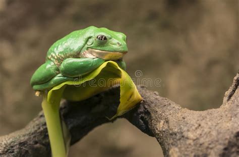 Mexican Dumpy Tree Frog Stock Image Image Of Tropical 36359177