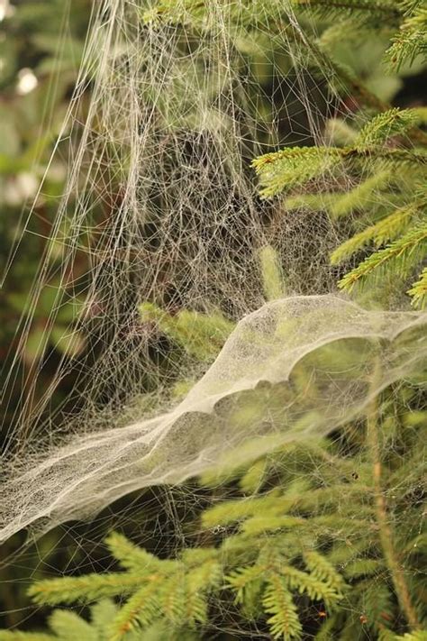 Heres Why People Are Putting Spiders In Christmas Trees