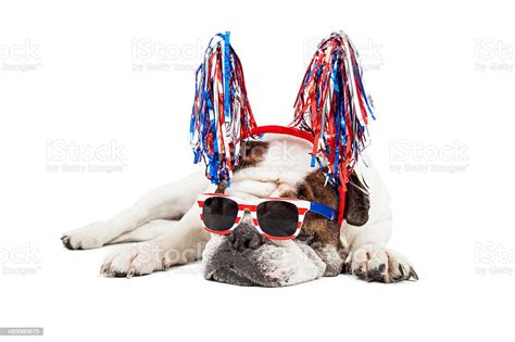 Happy 4th of july jokes funny quotes memes : Funny Fourth Of July Dog Stock Photo - Download Image Now ...