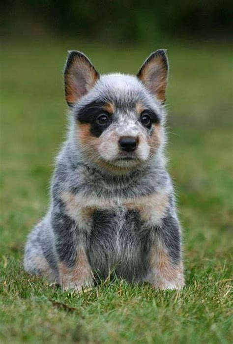 Blue Heeler Puppy Heeler Puppies Blue Heeler Puppies Animals