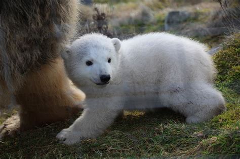 Meet Brodie Name Of Polar Bear Cub Born At Highlands Wildlife Park Is