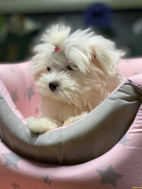Kg is a unit of mass (weight). 1 Kg Tea Cup Kore Kanı Maltese Terrier Yavrumuz Tinny ...