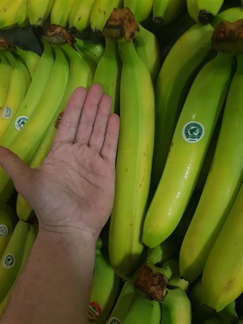 The Largest Bananas Ive Ever Seen Rmildlyinteresting