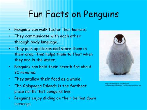 Kids can discover the animal kingdom like never before in lonely planet kids' the animal book, a beautiful encyclopedia. Animal Facts: Penguins