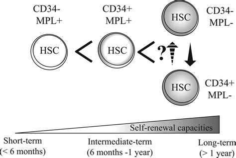 P there is little experience with transplantation for fucosidosis, a very rare entity among rare entities, but reports indicate that stem cell transplantation performed. Proposed model of the human CB-derived hematopoietic stem ...