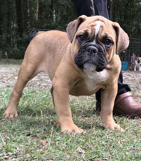 75 Old English Bulldog Puppies For Sale In Florida Pic