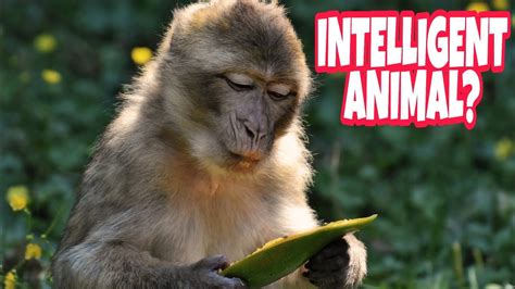 Top 10 Most Intelligent Animals In The World Amazing Creatures Top10