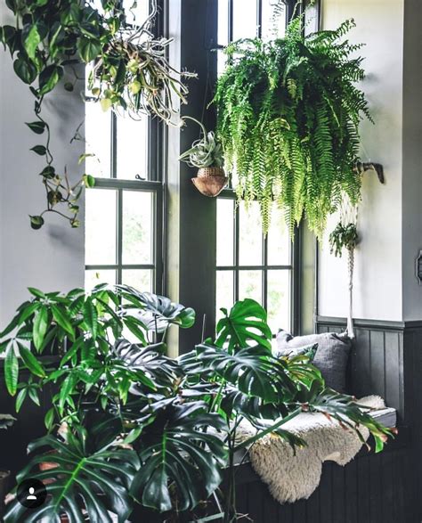 Apartment Inspo Deco Jungle Decoration Plante Plant Aesthetic
