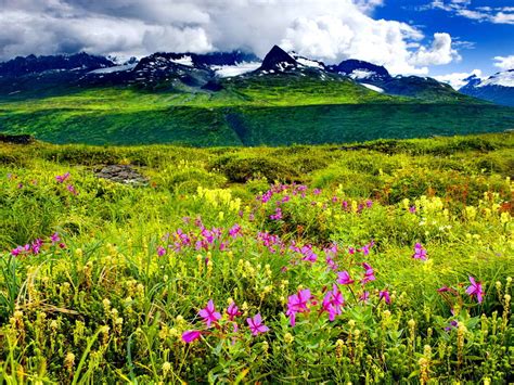 37 Mountain Wildflowers Wallpaper
