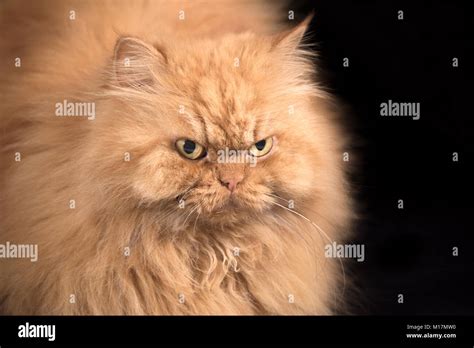 Persian Cat Orange Eyes Hi Res Stock Photography And Images Alamy
