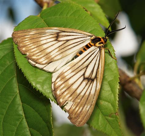 Oriental Swallowtail Moth Nossa Moorei Epicopeiidae Flickr